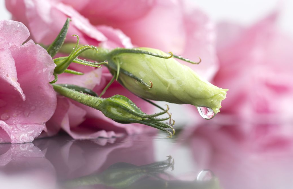 Eustoma in Chisinau – Elegant Bouquets with Eustoma, XOstudio FLOWERS