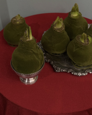 Амариллис в зеленом бархате