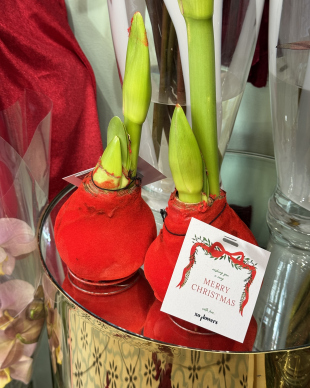 Amaryllis in red velvet