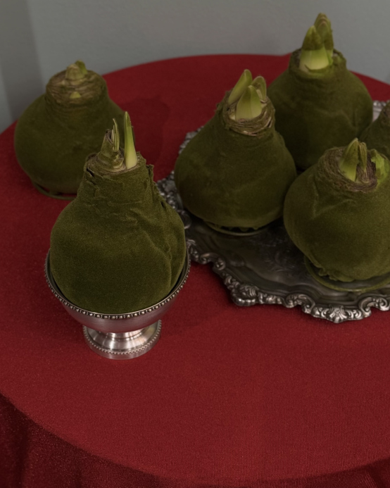 Амариллис в зеленом бархате