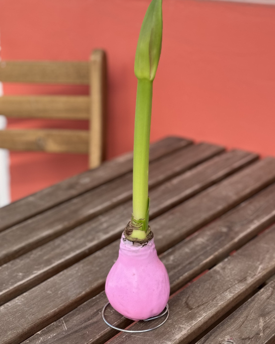 Амариллис в воске