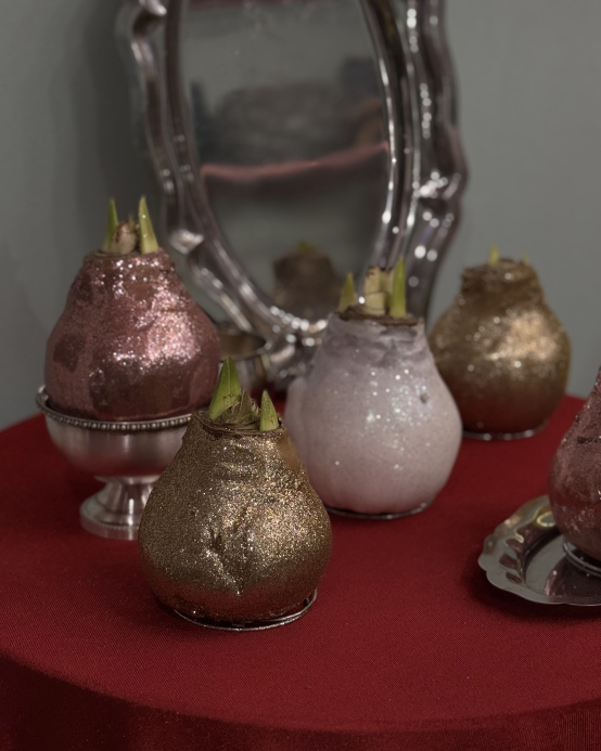 Amaryllis în bulb cu paiete