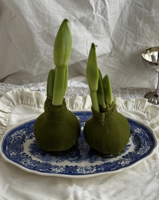 Амариллис в зеленом бархате