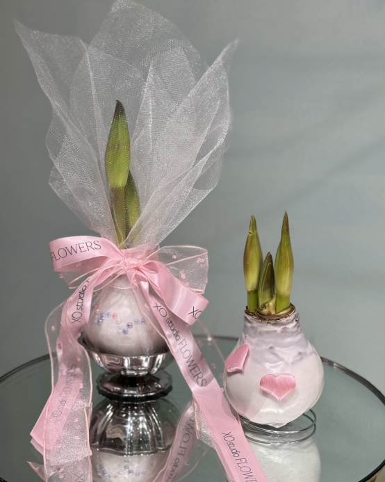 Amaryllis în ceară