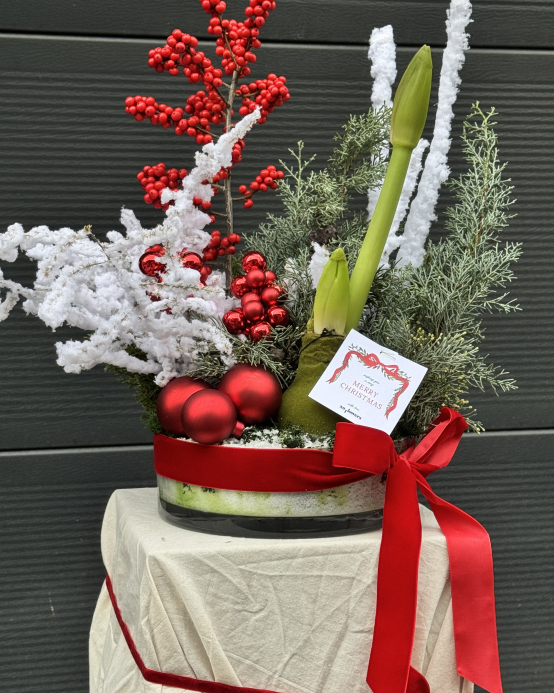 Christmas arrangement with amaryllis in a glass pot