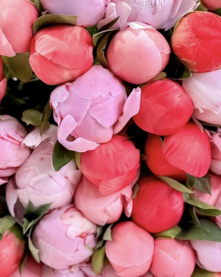 A bouquet of mixed peonies