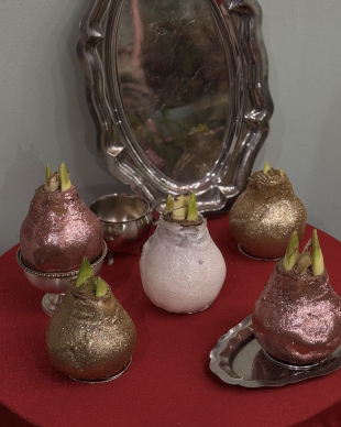 Амариллис в луковице с блестками