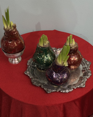 Амариллис в воске с медным оттенком