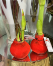Amaryllis in red velvet