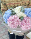 A monobouquet of hydrangeas