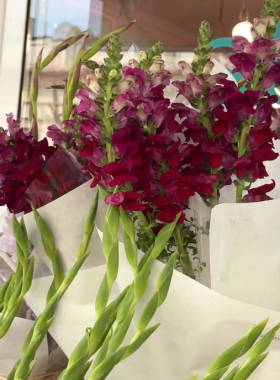 Moldovan Gladiolus at the XOstudio FLOWERS Flower Market