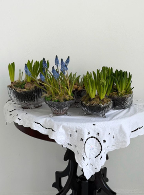 Spring gardens in Chisinau: bulb arrangements for home and business