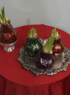  Амариллис - «аленький цветочек» зимних праздников