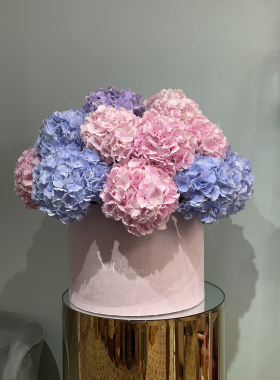 Hydrangea-hortensia: „donna” printre flori
