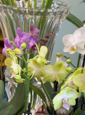 Новое в XOstudio FLOWERS: живой декор в кашпо и горшках