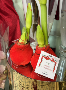  Амариллис - «аленький цветочек» зимних праздников