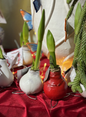  Амариллис - «аленький цветочек» зимних праздников