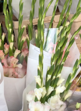 Moldovan Gladiolus at the XOstudio FLOWERS Flower Market