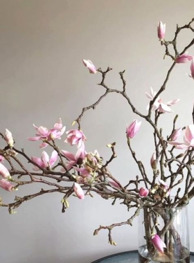 Magnolia Branch with Unopened Buds: Fragile Boldness 