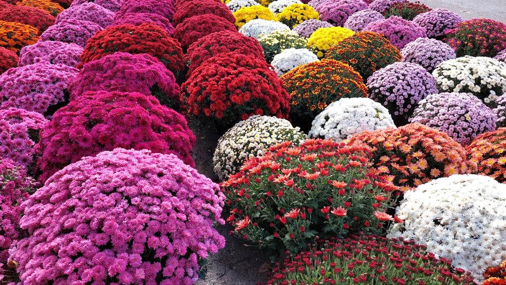 In autumn, parks and squares are painted in unimaginably colourful shades of chrysanthemums.