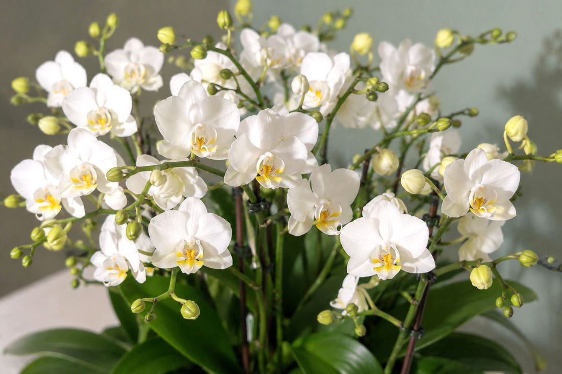 Soiurile de Phalaenopsis arbuști - mini-orhidee rezistente, compacte și elegante.