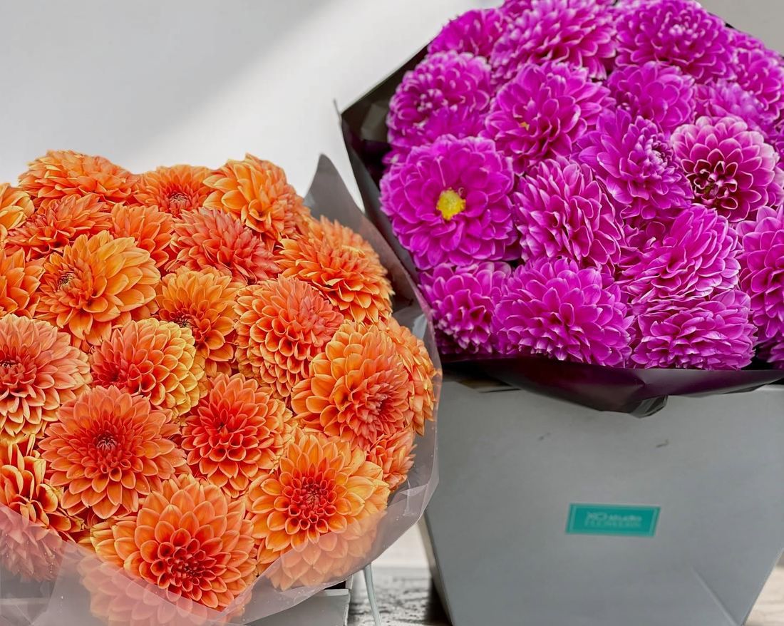 Gorgeous dahlias for bouquets to give to teachers on Knowledge Day.