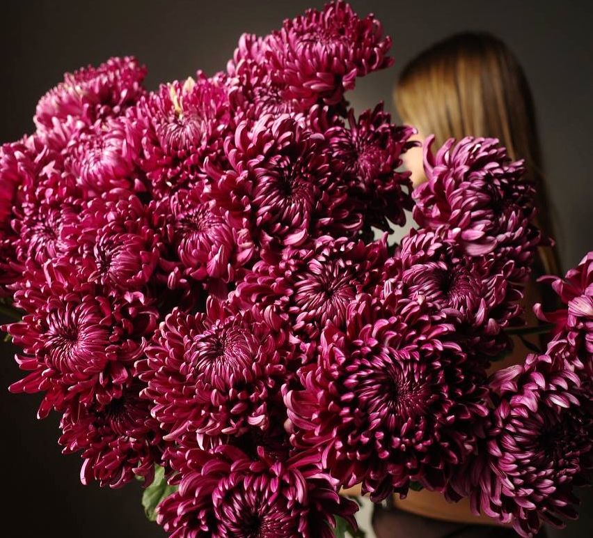 Cumpărați crizanteme luxoase în buchete în Chișinău, XOstudio FLOWERS.