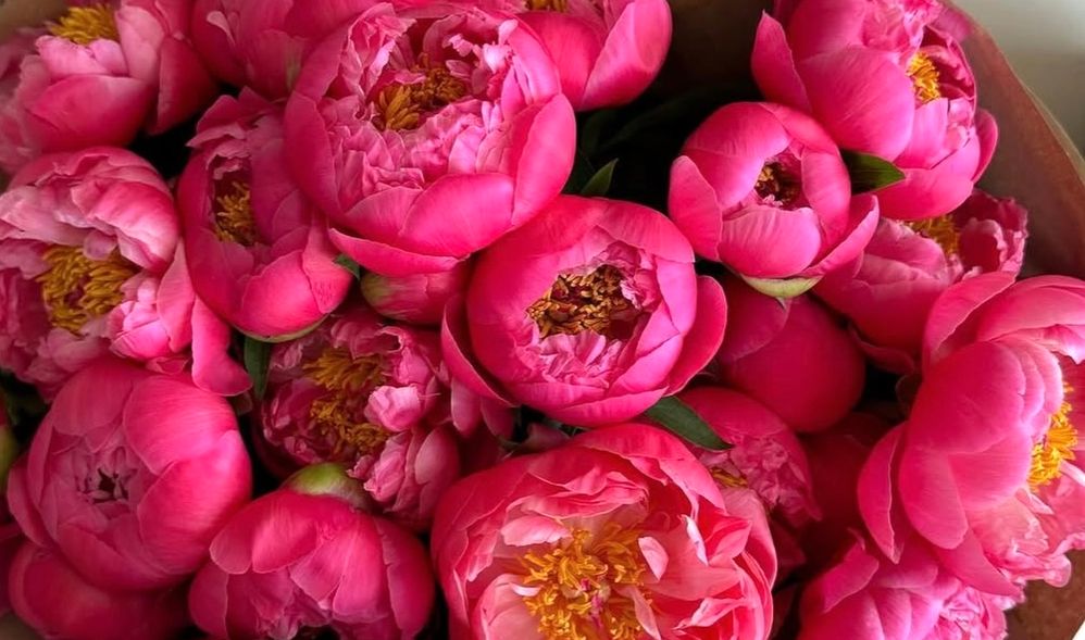 Sezonul înfloritor al bujorilor în Chișinău, xoflowers.md