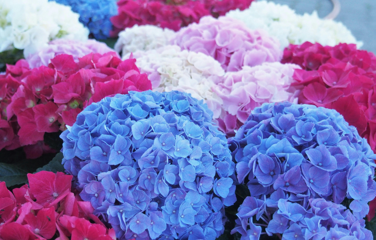 Fresh hydrangea flowers at XOstudio FLOWERS in Chisinau