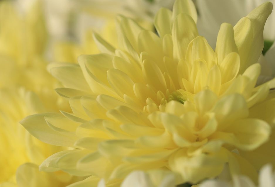 At XОstudio FLOWERS, you can choose from many different types of chrysanthemums.