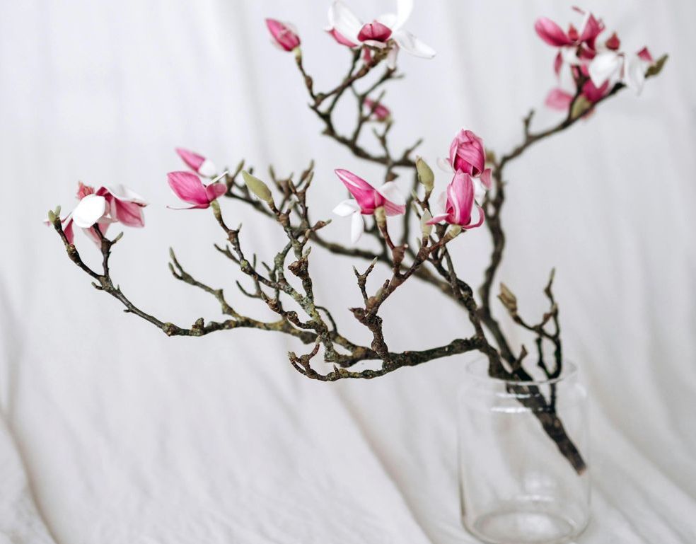 Magnolia branches with blooming buds in Chisinau, with delivery, xoflowers.md