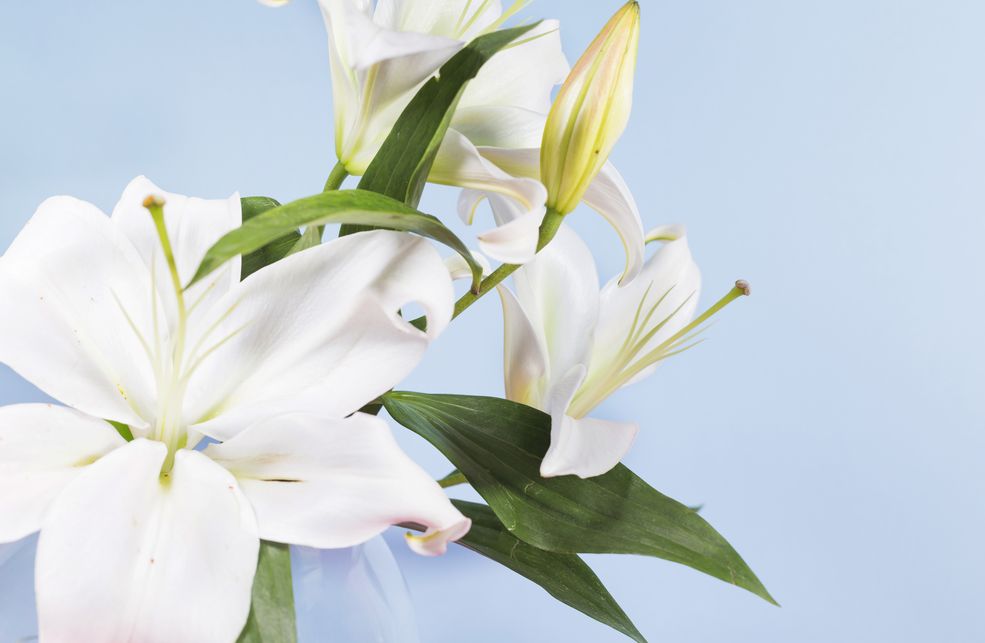 Buchete și aranjamente florale din crini proaspeți, comandați în Chișinău, XOstudio FLOWERS.